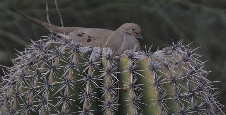 dove on nest